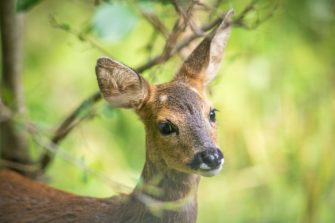 Reh wird nach Wildunfall zum unverhofften Osterbraten