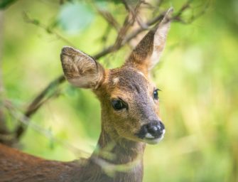 Reh wird nach Wildunfall zum unverhofften Osterbraten