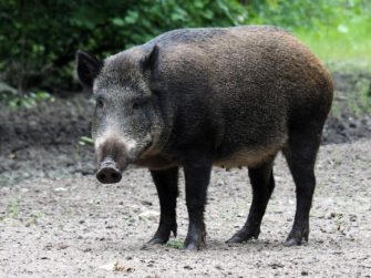Afrikanische Schweinepest – Letzte Sperrzone aufgehoben