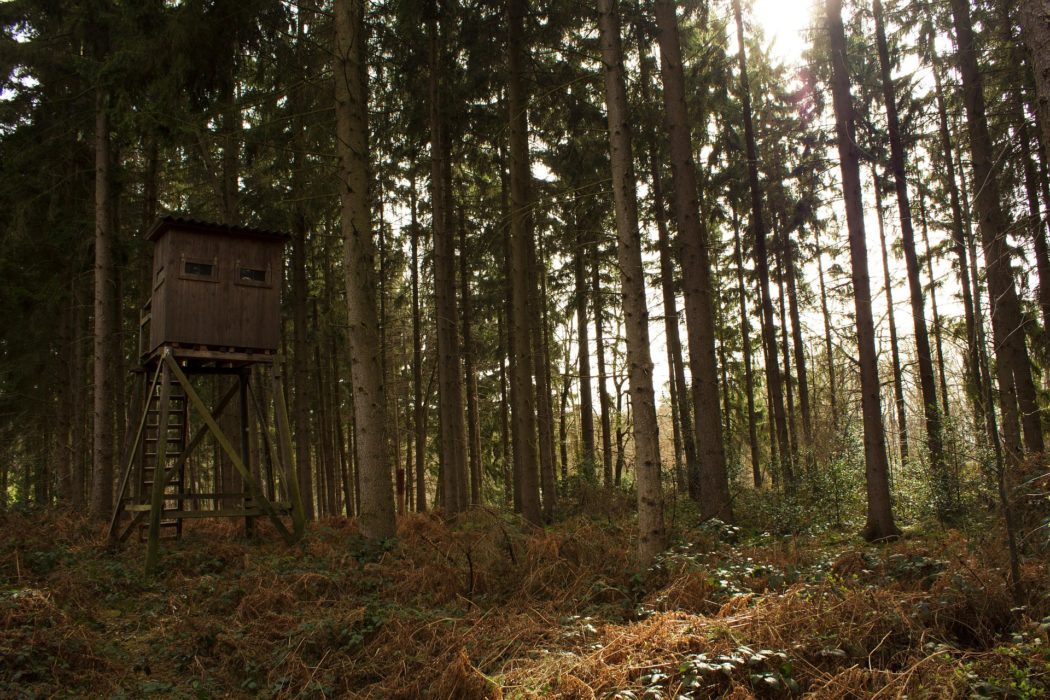 forest-2316482_1920