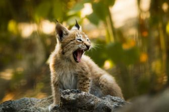 Luchs im Harz: Leidet die Population unter Inzucht?