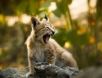 Luchs im Harz: Leidet die Population unter Inzucht?