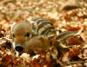 Afrikanische Schweinepest außerhalb des Kerngebiets nachgewiesen