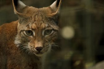 Luchs im Aargau: Greift die Raubkatze nun Haustiere an?