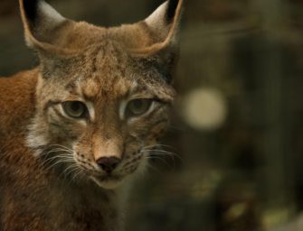 Luchs im Aargau: Greift die Raubkatze nun Haustiere an?