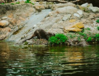 Fischotter in der Oberpfalz darf doch nicht entnommen werden