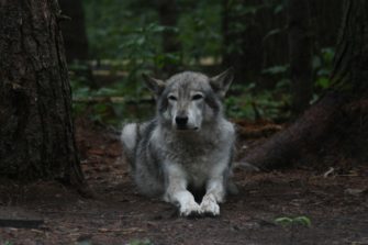Wolf bei Osnabrück: Kinder sollen nicht mehr in den Wald