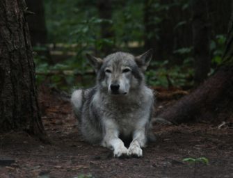 Wolf bei Osnabrück: Kinder sollen nicht mehr in den Wald