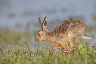 Feldhasen: Population erholt sich in Süddeutschland