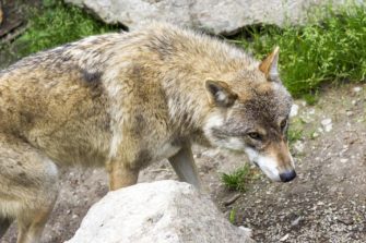 Wolf in Deutschland: Neue Koalition will Schutzstatus lockern