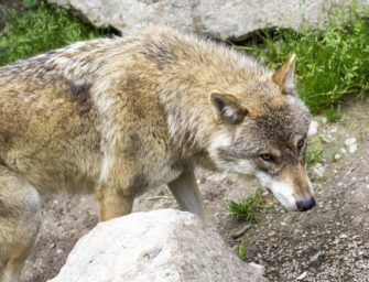 Wolf in Deutschland: Neue Koalition will Schutzstatus lockern