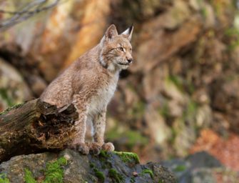 Luchse im Thüringer Wald: Neues Pinselohr ausgewildert