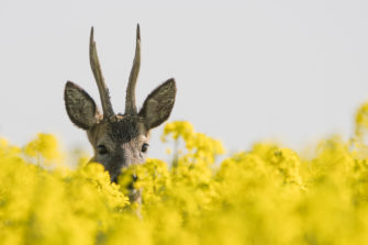 Tipps für die Bockjagd: Dos und Don’ts im Überblick