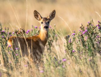 Wilderei wird immer häufiger: Reh erneut durch wildernden Hund getötet