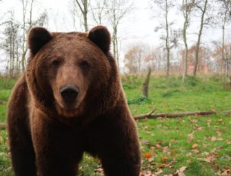 Bär im Allgäu gesichtet: Was macht das Raubtier in Bayern?