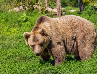 Bär auf dem Teller? Dieses Land will Bärenfleisch zum Verkauf freigeben
