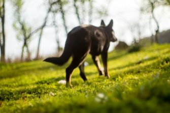 Hund hetzt Reh auf Campingplatz – mit tödlichen Folgen