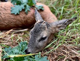 Böcke ansprechen – Saisonstart auf Rehwild