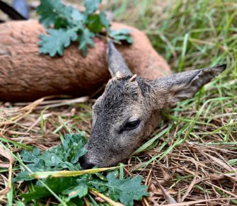 Böcke ansprechen – Saisonstart auf Rehwild