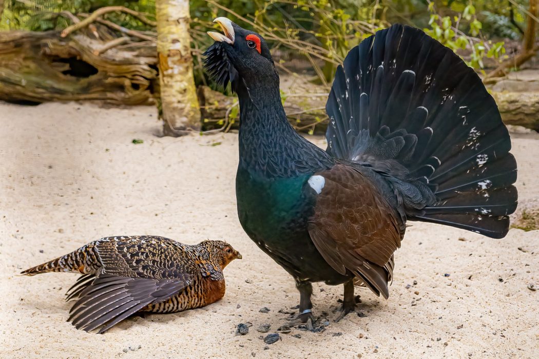birds-6292604_1920