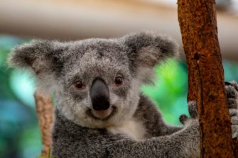 Koalas leiden nach Großbrand in Australien: 700 Tiere geschossen