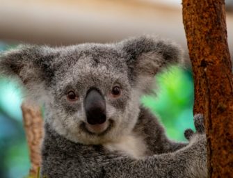 Koalas leiden nach Großbrand in Australien: 700 Tiere geschossen