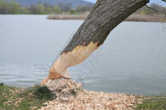 Biber-Mörder enttarnt: Chatverläufe zeigen illegale Taten