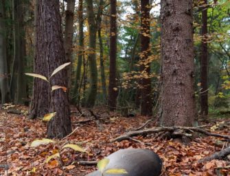Reh auf Straße zurückgelassen: Autofahrer kollidiert mit Kadaver