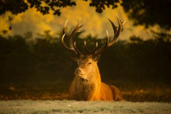 Schonzeiten in Oberbayern: Ausnahmeregelungen fallen weg