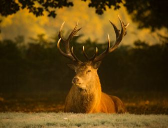 Schonzeiten in Oberbayern: Ausnahmeregelungen fallen weg