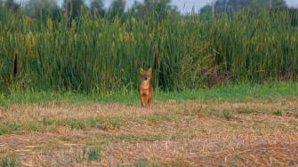 Goldschakal getötet – wurde Raubtier Opfer von Wilderei?