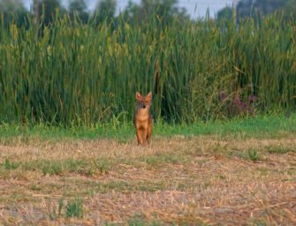 Goldschakal getötet – wurde Raubtier Opfer von Wilderei?