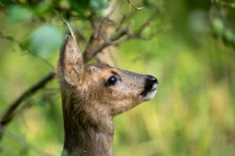 Jagdzeit in Baden-Württemberg: Minister schießt gegen Forderung von Jagdverband