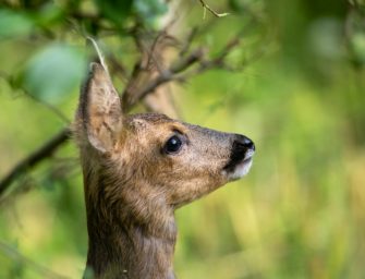 Jagdzeit in Baden-Württemberg: Minister schießt gegen Forderung von Jagdverband