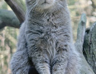 Wildkatze in Schleswig-Holstein: Erster Nachweis seit dem Mittelalter