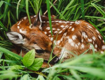 Rehkitz in die Schule mitgenommen – wurde ein Schüler zum Wilderer?