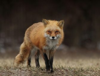 Jäger auf Tierschutz-Mission: Wie sie geschützte Arten erfolgreich retten