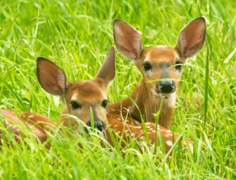 Rehkitze retten: Ministerium erhöht Fördergeld für Drohnensuchen
