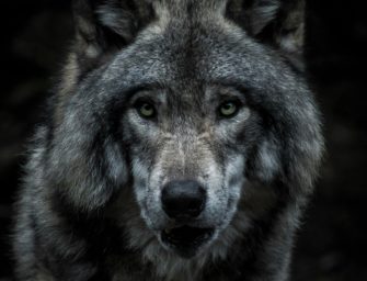 Wölfe greifen Haustiere an – Italien kämpft mit dem Raubtier