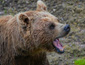 Bär greift Jäger an: Notwehr führt zu Haftstrafe