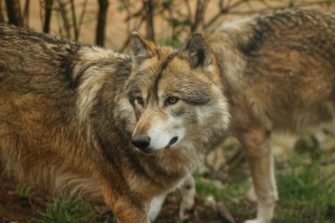 Wolf kommt nach Baden-Württemberg: Neues Wolfsgebiet