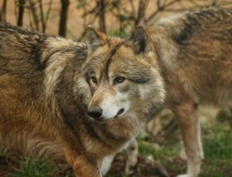 Wolf kommt nach Baden-Württemberg: Neues Wolfsgebiet