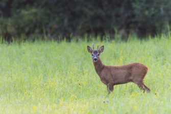Rehwild richtig ansprechen: Tipps für Jäger