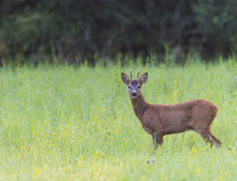 Rehwild richtig ansprechen: Tipps für Jäger