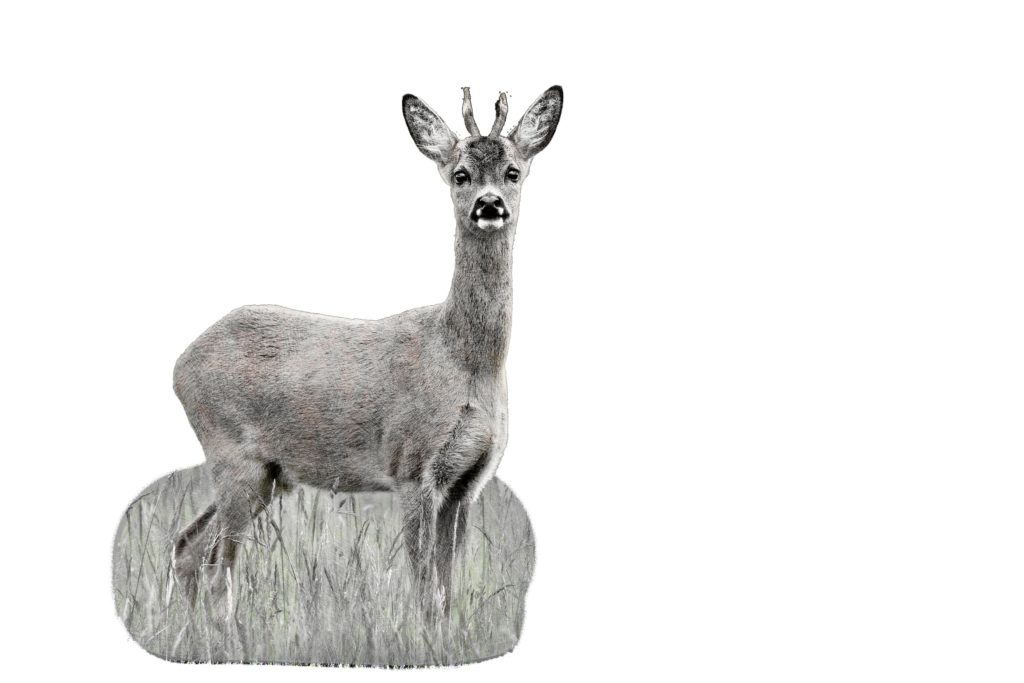 Rehwild richtig ansprechen