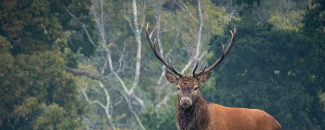 Rotwild in Deutschland: Forderungen sollen genetische Verarmung stoppen