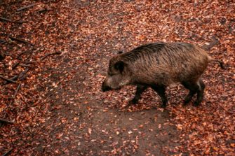 Tierseuche löst Verwesungsgeruch aus: Sind die Behörden überfordert?