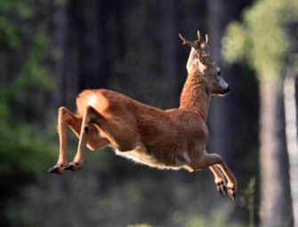 Rehwild – wie viele Rehböcke haben Platz?
