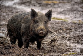 Wildunfall auf der A5: Voller Reisebus kollidiert mit Wildschweinen
