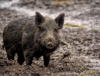 Wildunfall auf der A5: Voller Reisebus kollidiert mit Wildschweinen